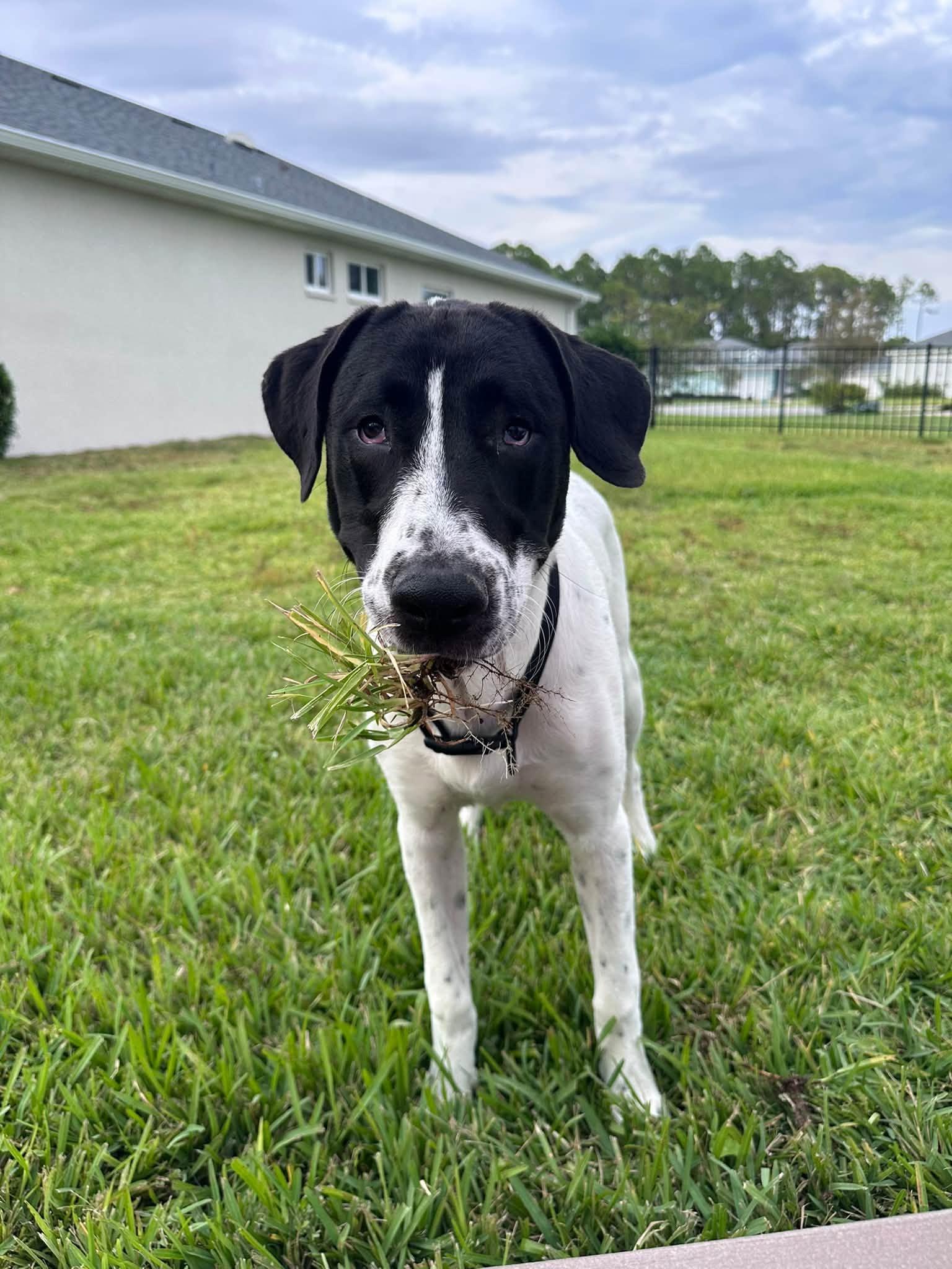 Enlarge King, a Adoptable mixed breed in New Smyrna Beach, FL image 2/3