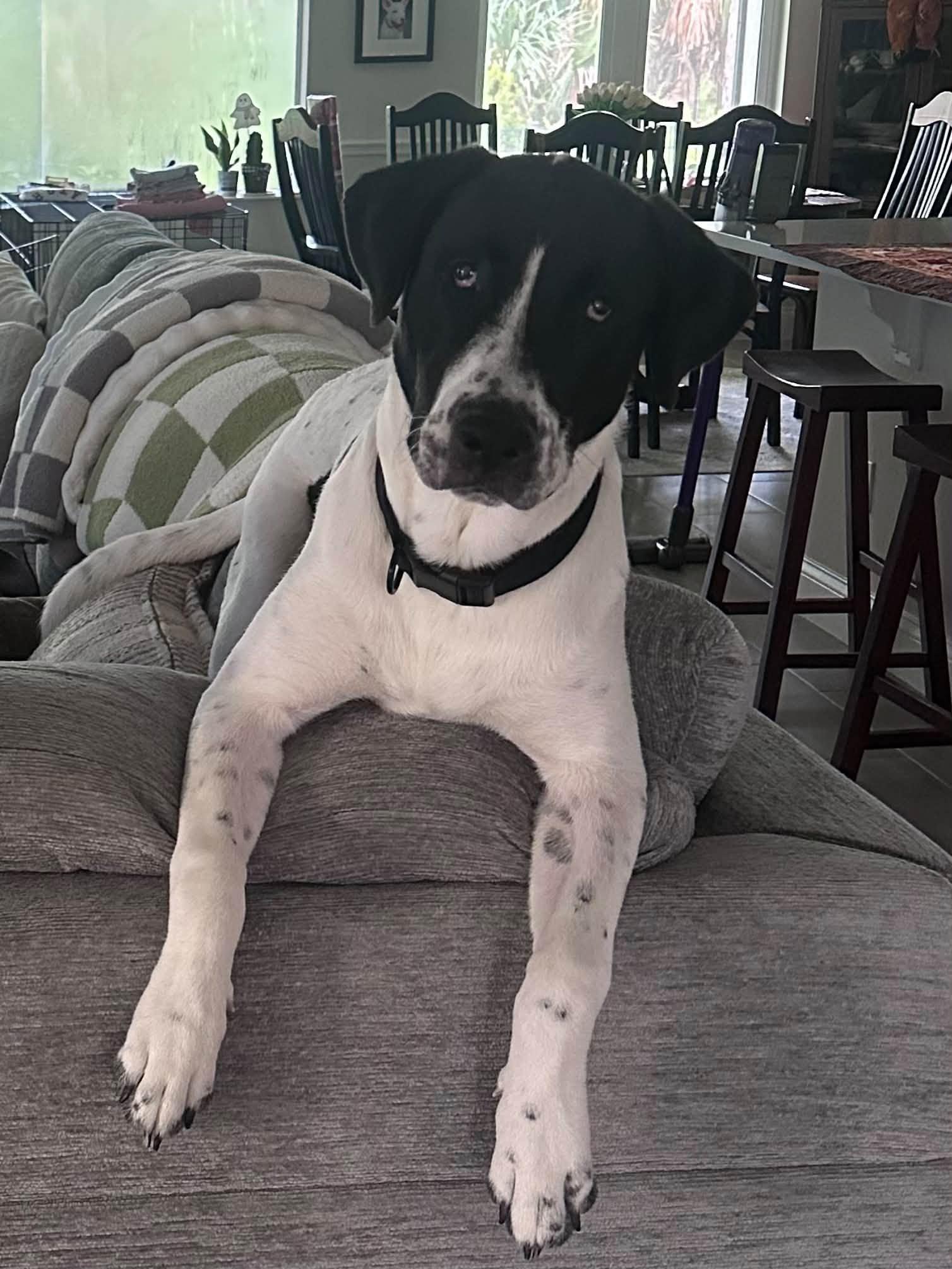 King, Adoptable, Young Male Mixed Breed & Great Dane.
