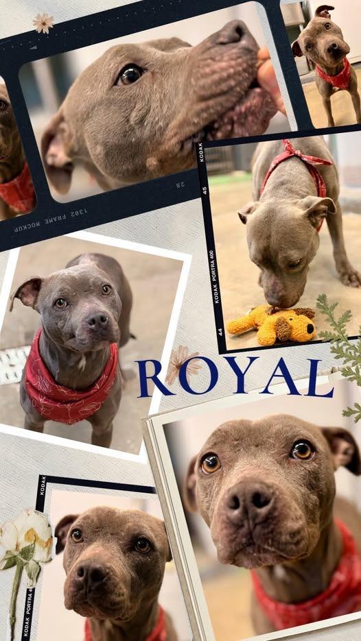 Royal, Adoptable, Adult Female Pit Bull Terrier.