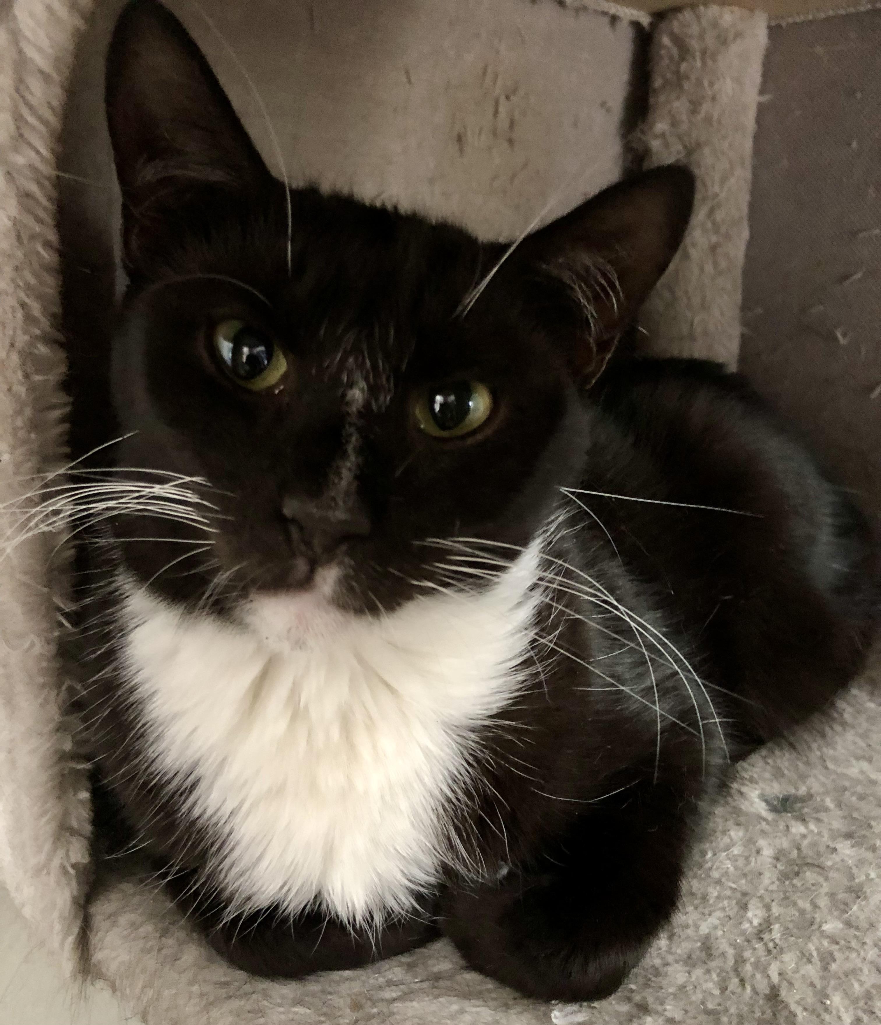 Tuxie Girl, Adoptable, Adult Female Domestic Short Hair.