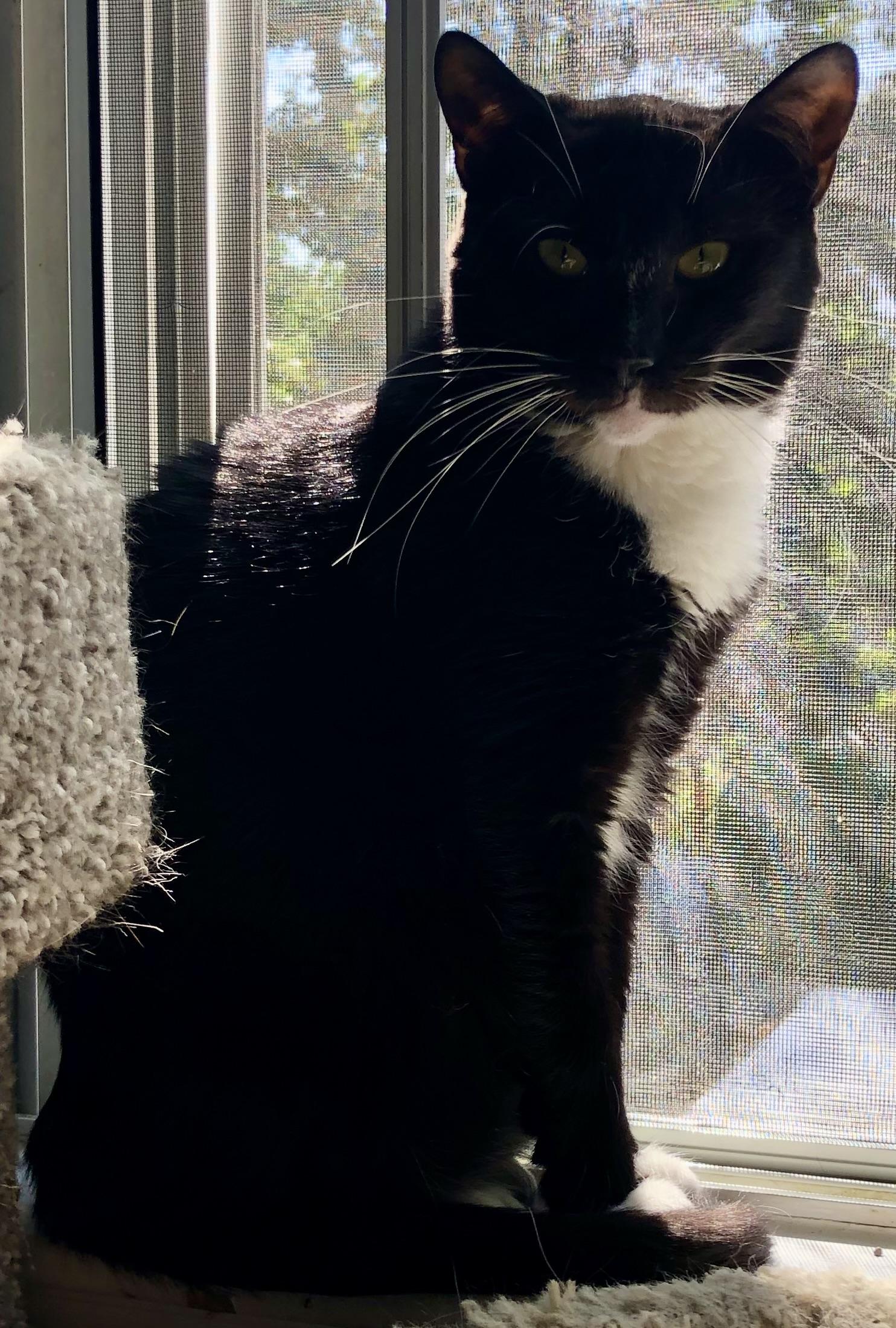 Tuxie Girl, a Adoptable Domestic Short Hair in Bellmawr, NJ image 4/5