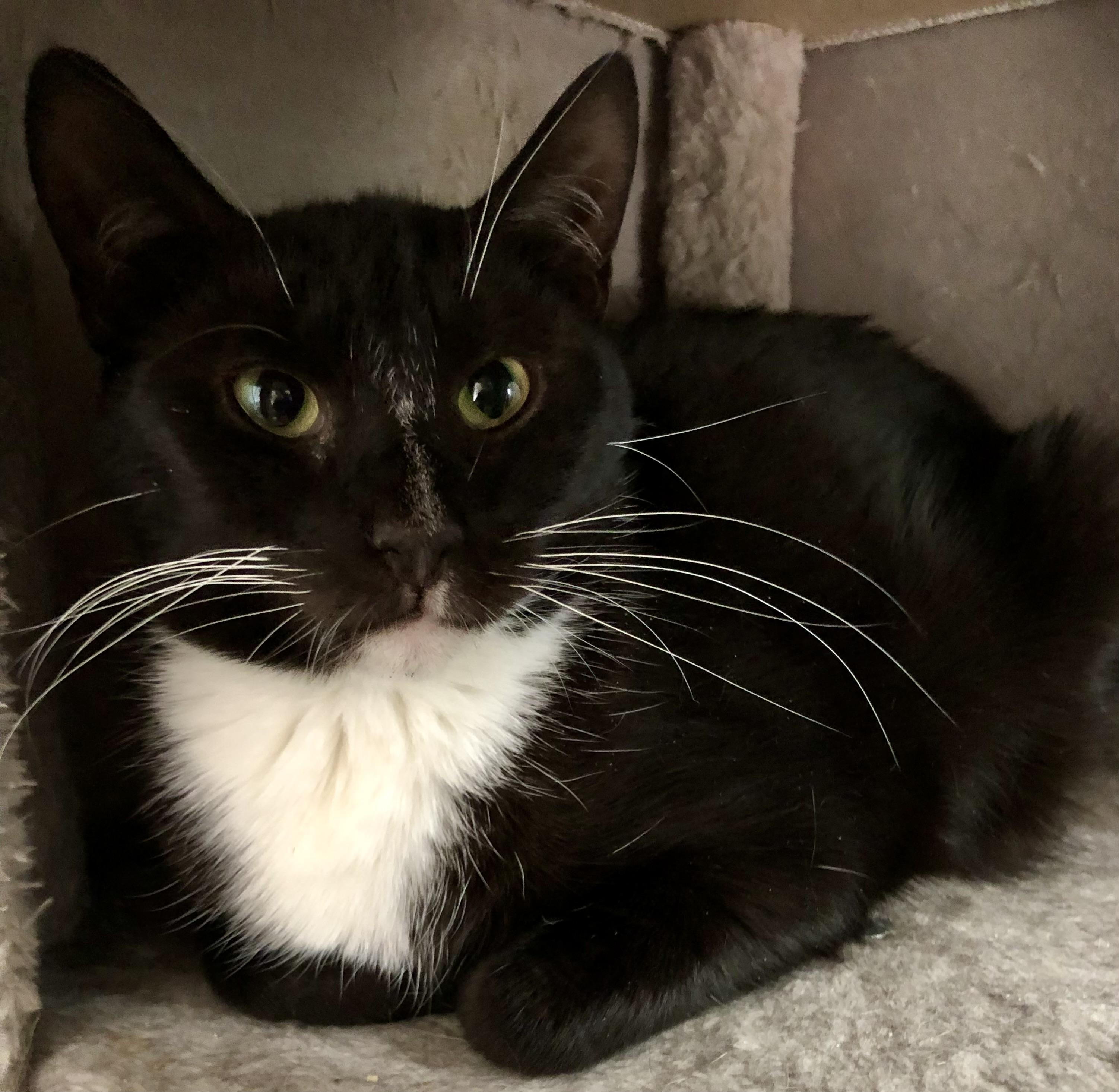 Tuxie Girl, a Adoptable Domestic Short Hair in Bellmawr, NJ image 2/5