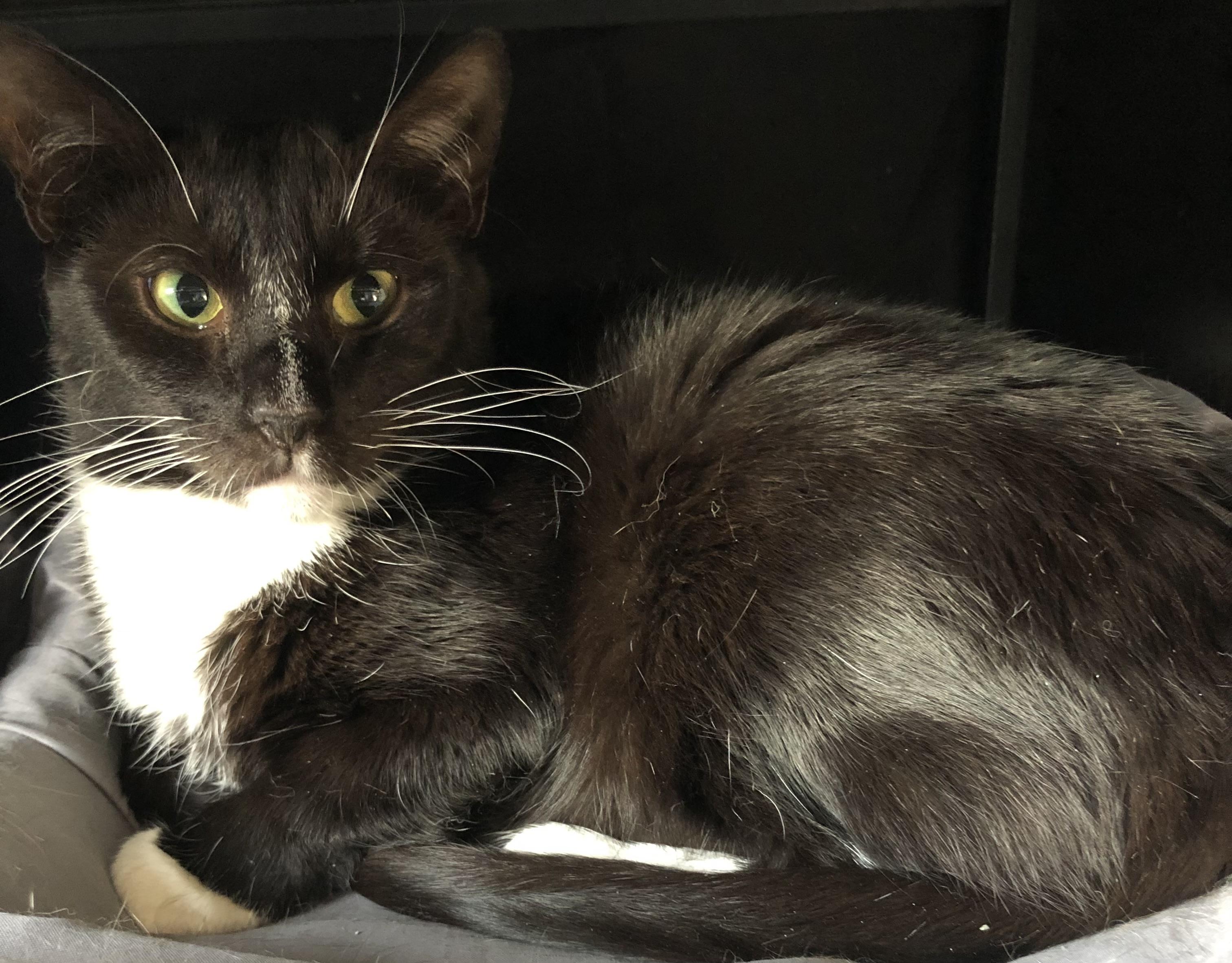 Tuxie Girl, a Adoptable Domestic Short Hair in Bellmawr, NJ image 3/5