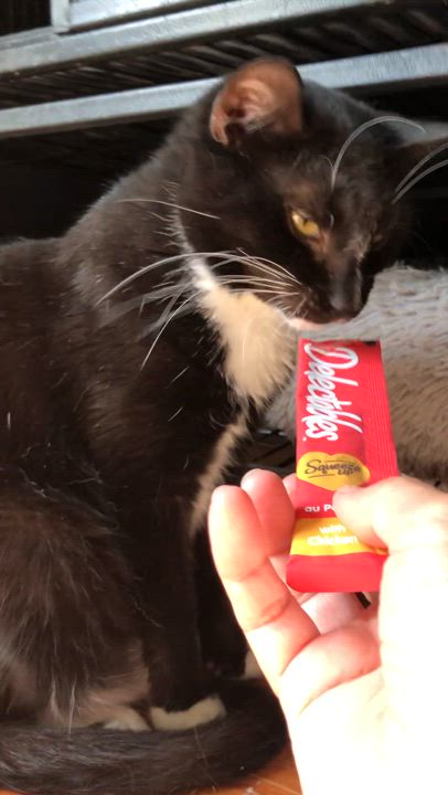 Enlarge Tuxie Girl, a Adoptable Domestic Short Hair in Bellmawr, NJ video 5/5