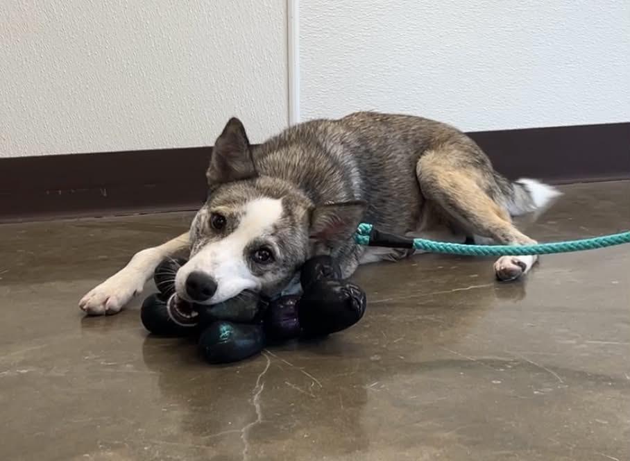 Shyla "Skye", ADOPTABLE, Young Female Australian Shepherd.
