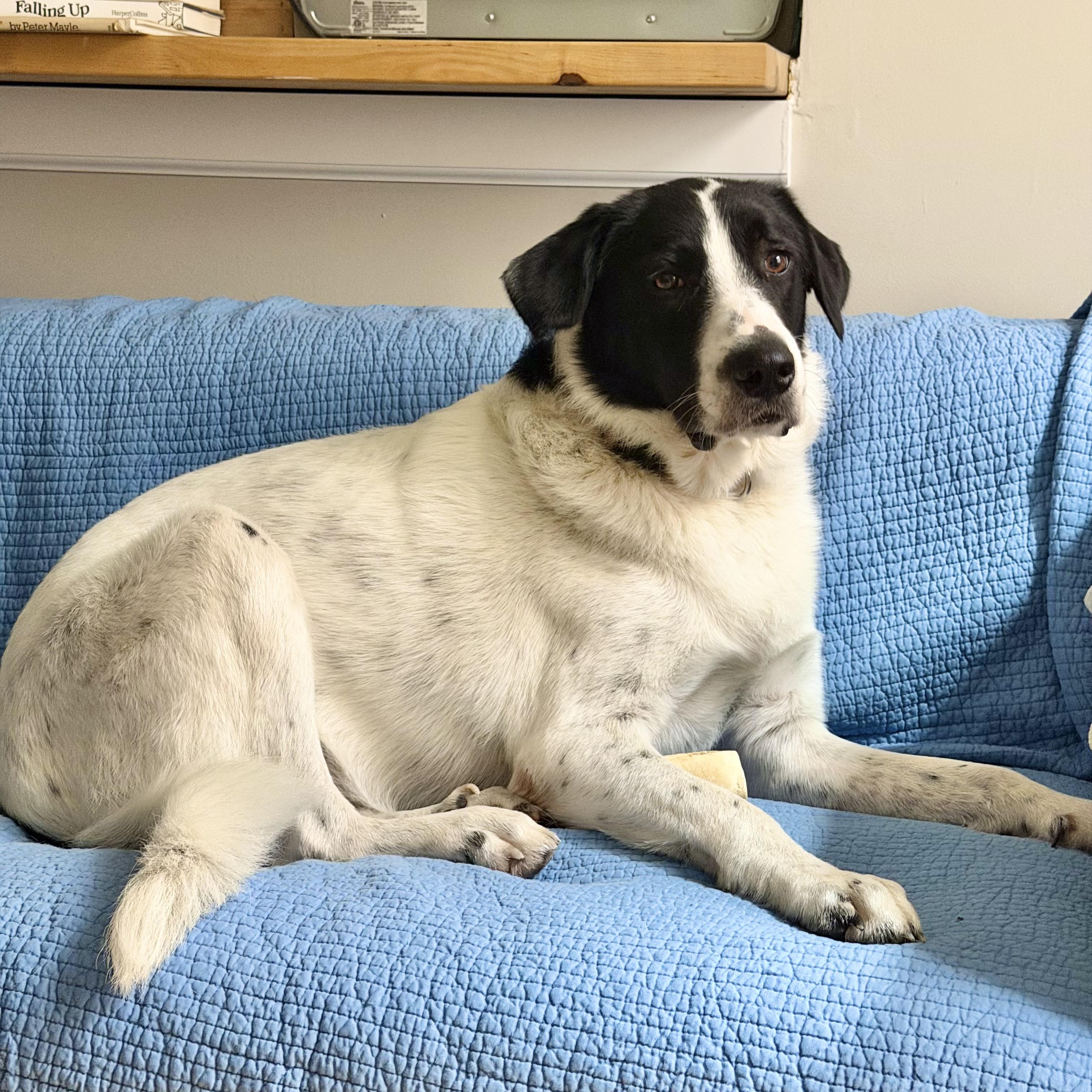 Judy Jude, a ADOPTABLE mixed breed in New York, NY image 3/6