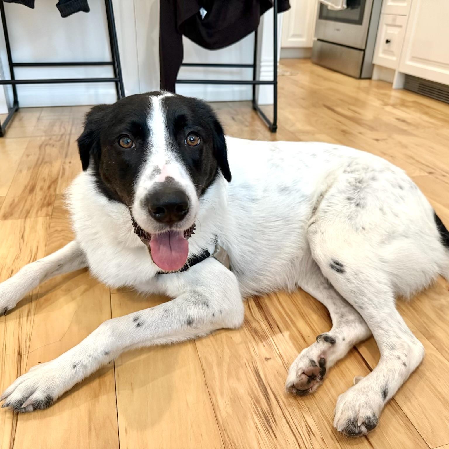 Judy Jude, a ADOPTABLE mixed breed in New York, NY image 4/6