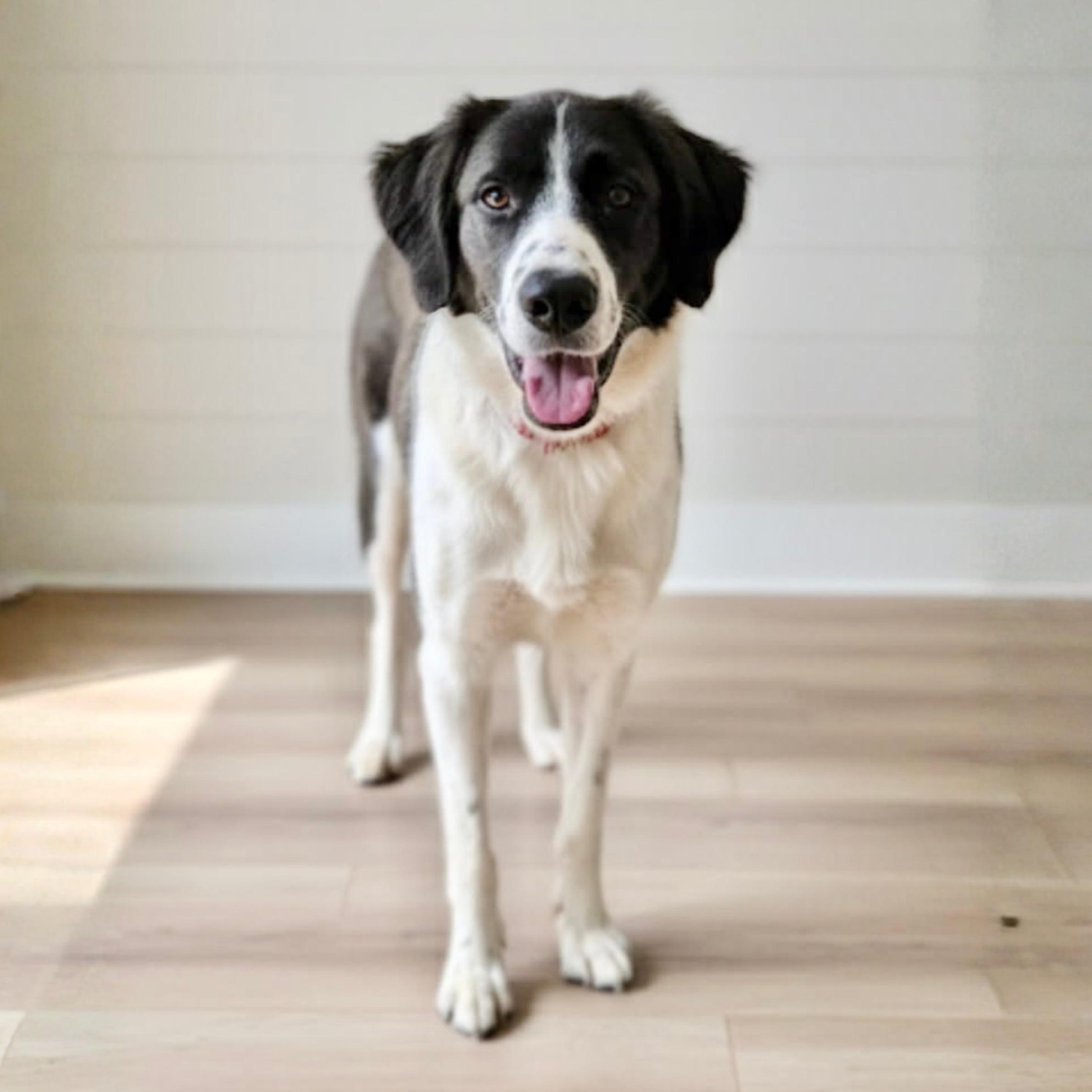 Judy Jude, a ADOPTABLE mixed breed in New York, NY image 1/6