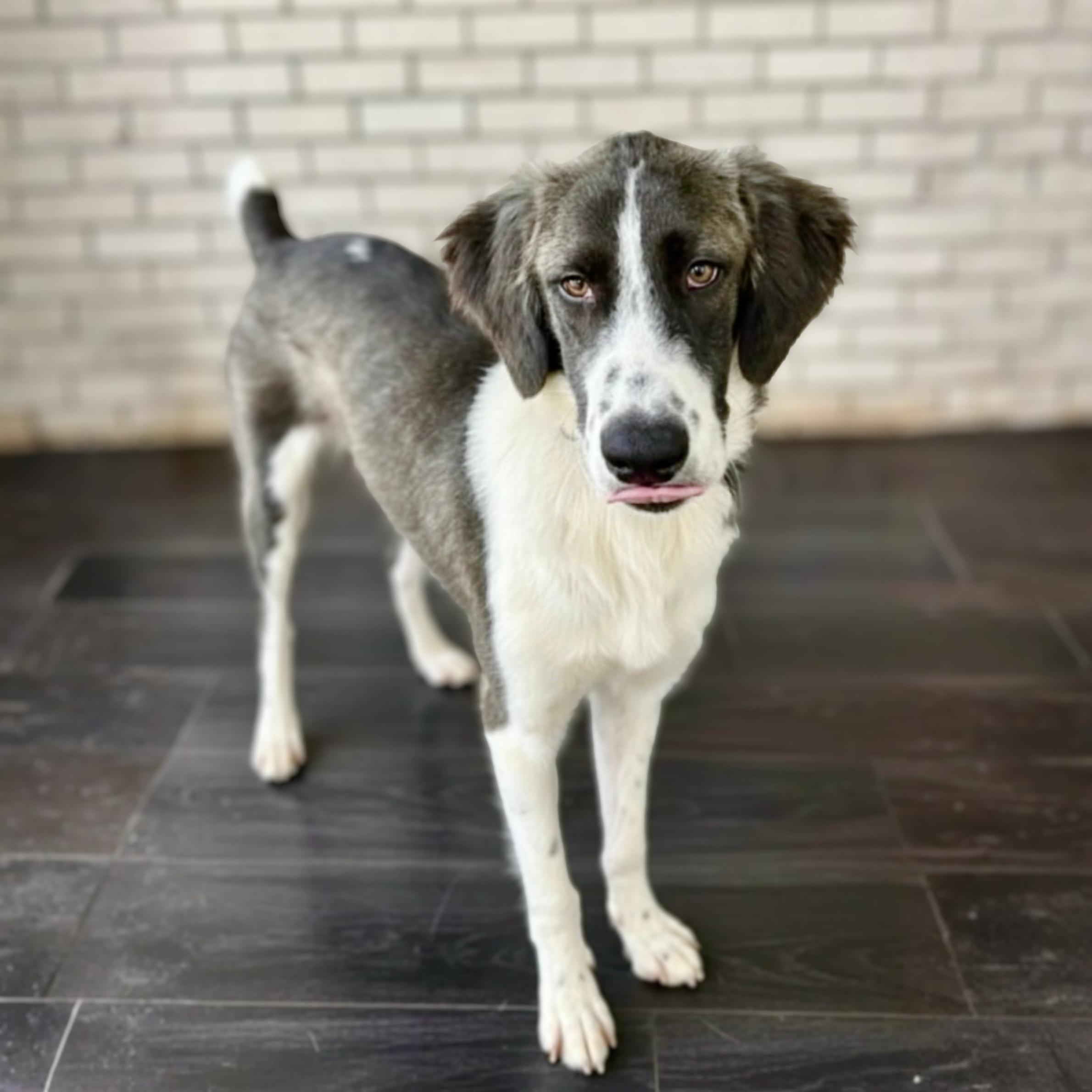 Judy Jude, a ADOPTABLE mixed breed in New York, NY image 2/6