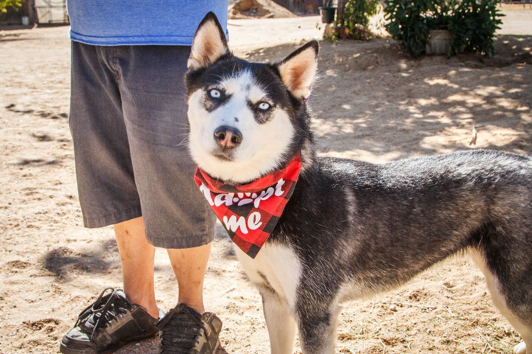 Mae Mae, a Adoptable Husky in Yucca Valley, CA image 2/4