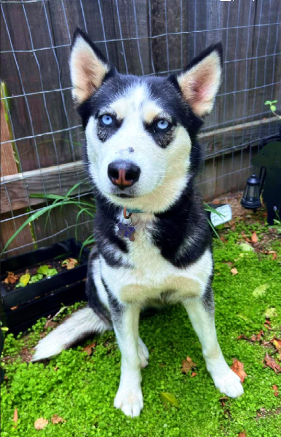 Mae Mae, Adoptable, Young Female Husky.