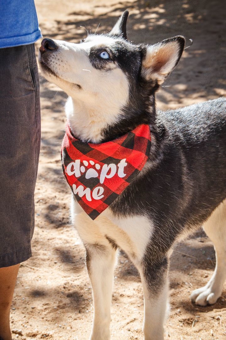 Mae Mae, a Adoptable Husky in Yucca Valley, CA image 4/4