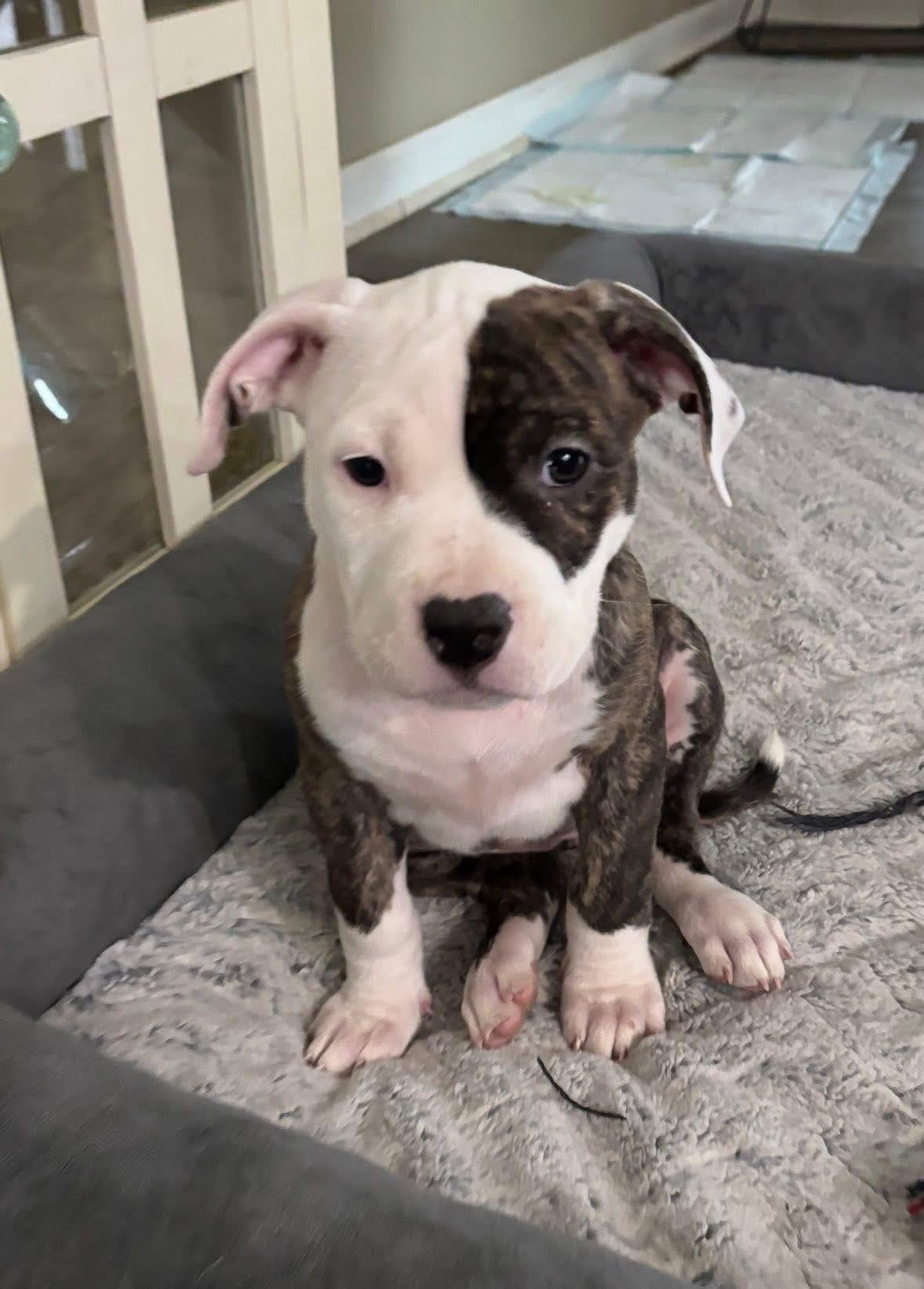 Enlarge Daydream, an adopted mixed breed in Pleasant Ridge, MI image 3/4