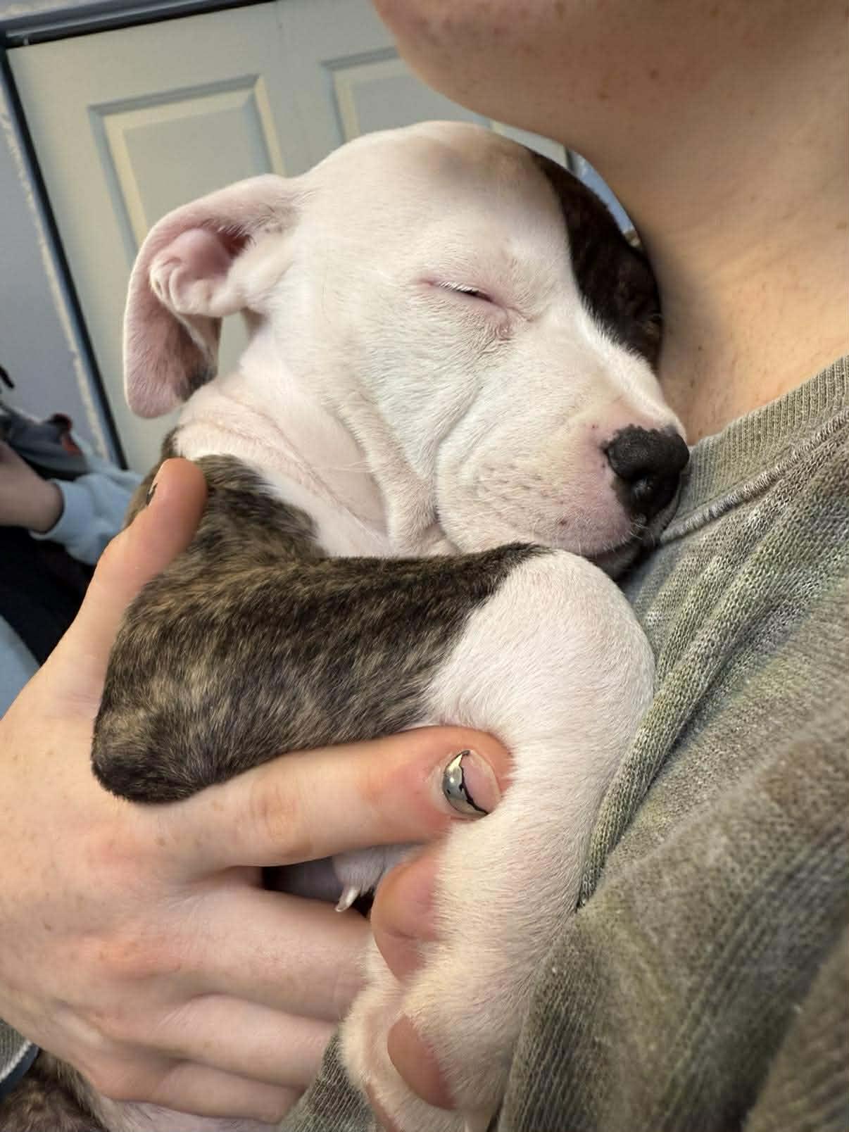 Enlarge Daydream, an adopted mixed breed in Pleasant Ridge, MI image 2/4