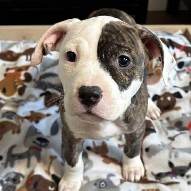 Daydream, adopted, Puppy Female American Staffordshire Terrier.