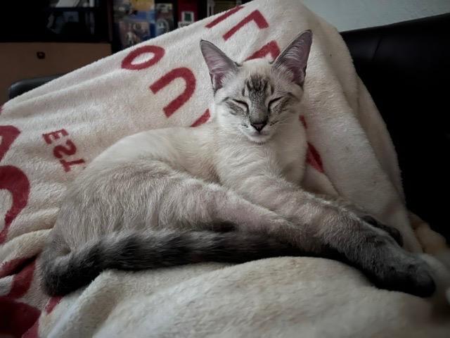 Finn, Adopted, Kitten Male Siamese.