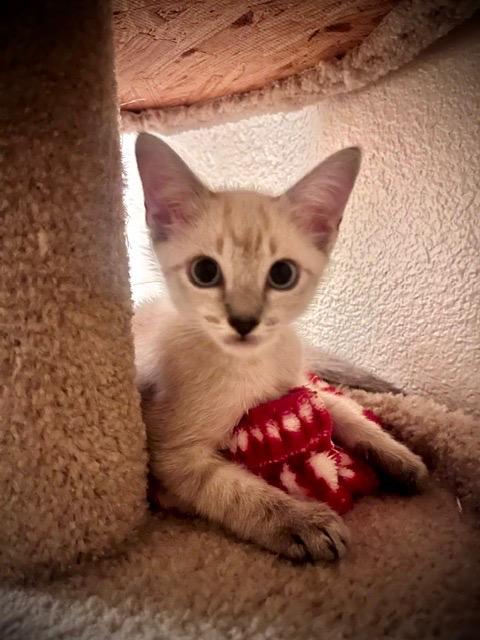 Enlarge Finn, a Adopted mixed breed in San Antonio, TX image 2/6