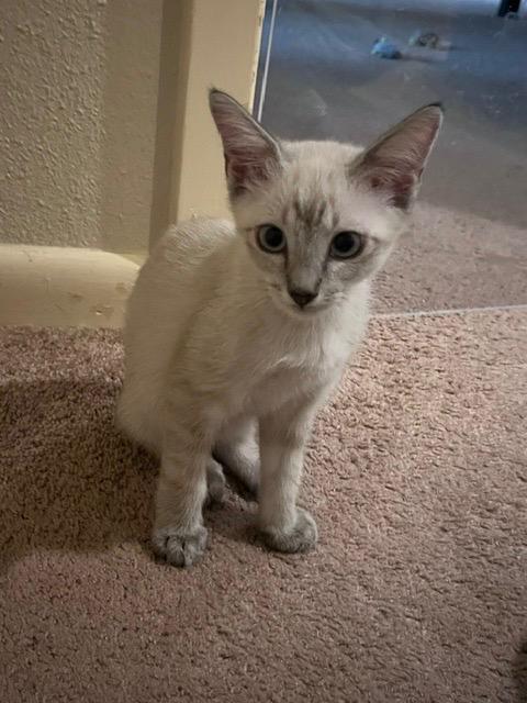 Enlarge Finn, a Adopted mixed breed in San Antonio, TX image 5/6