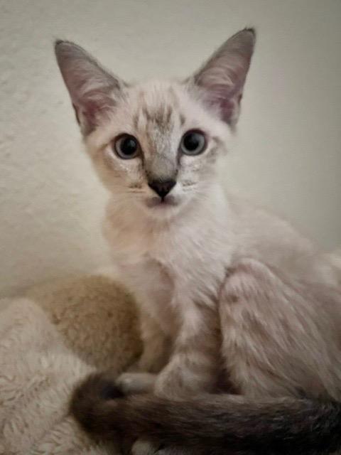 Enlarge Finn, a Adopted mixed breed in San Antonio, TX image 6/6