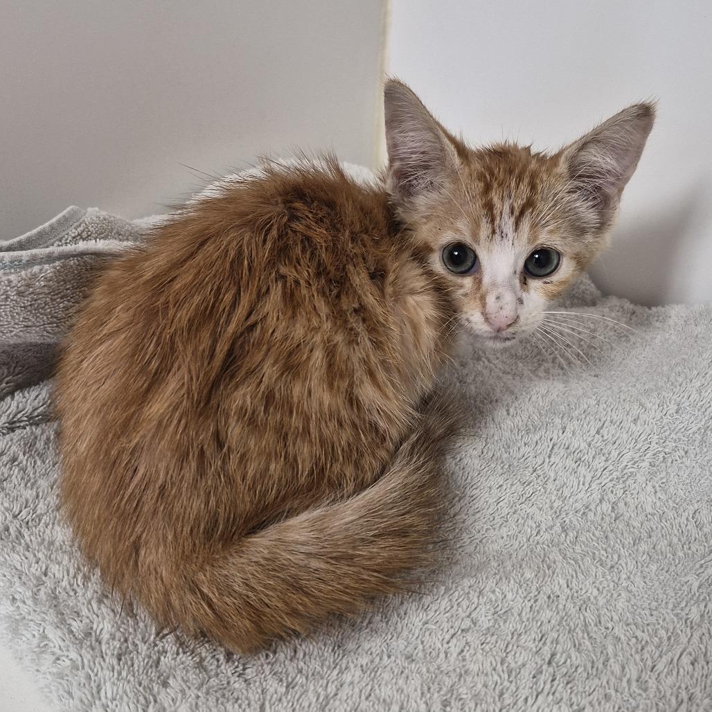 Alan, Adoptable, Kitten Male Domestic Short Hair.