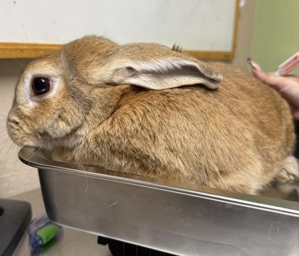 Seattle, Adoptable, Adult Male American.