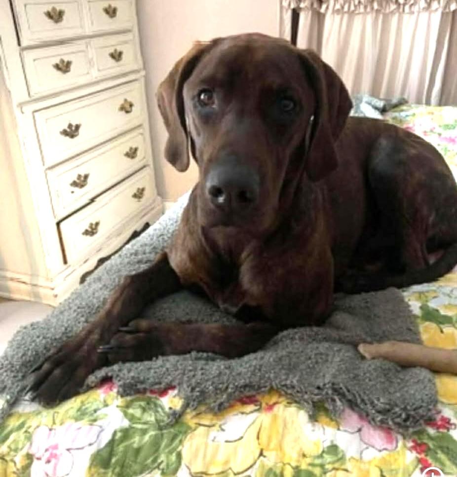 Enlarge Beau, a ADOPTABLE Mixed Breed in Northwood, NH image 1/1