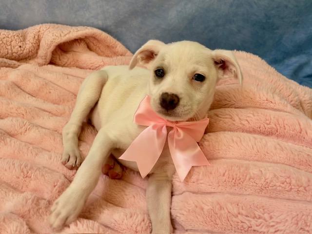 Enlarge MERMAID, a Adoptable mixed breed in Salinas, CA image 1/1