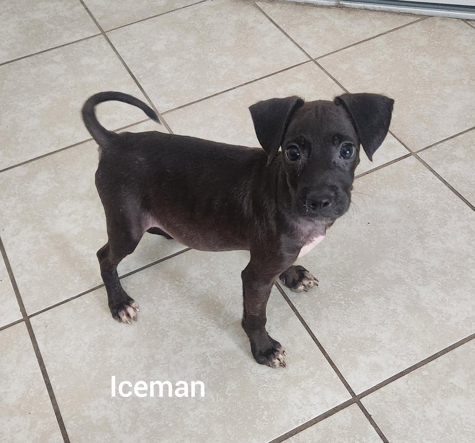 Enlarge ICEMAN ( Orlando Fl), a Adoptable mixed breed in Orlando, FL image 1/3