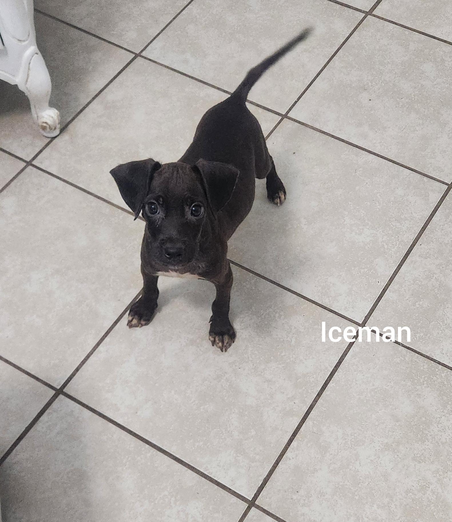 Enlarge ICEMAN ( Orlando Fl), a Adoptable mixed breed in Orlando, FL image 3/3