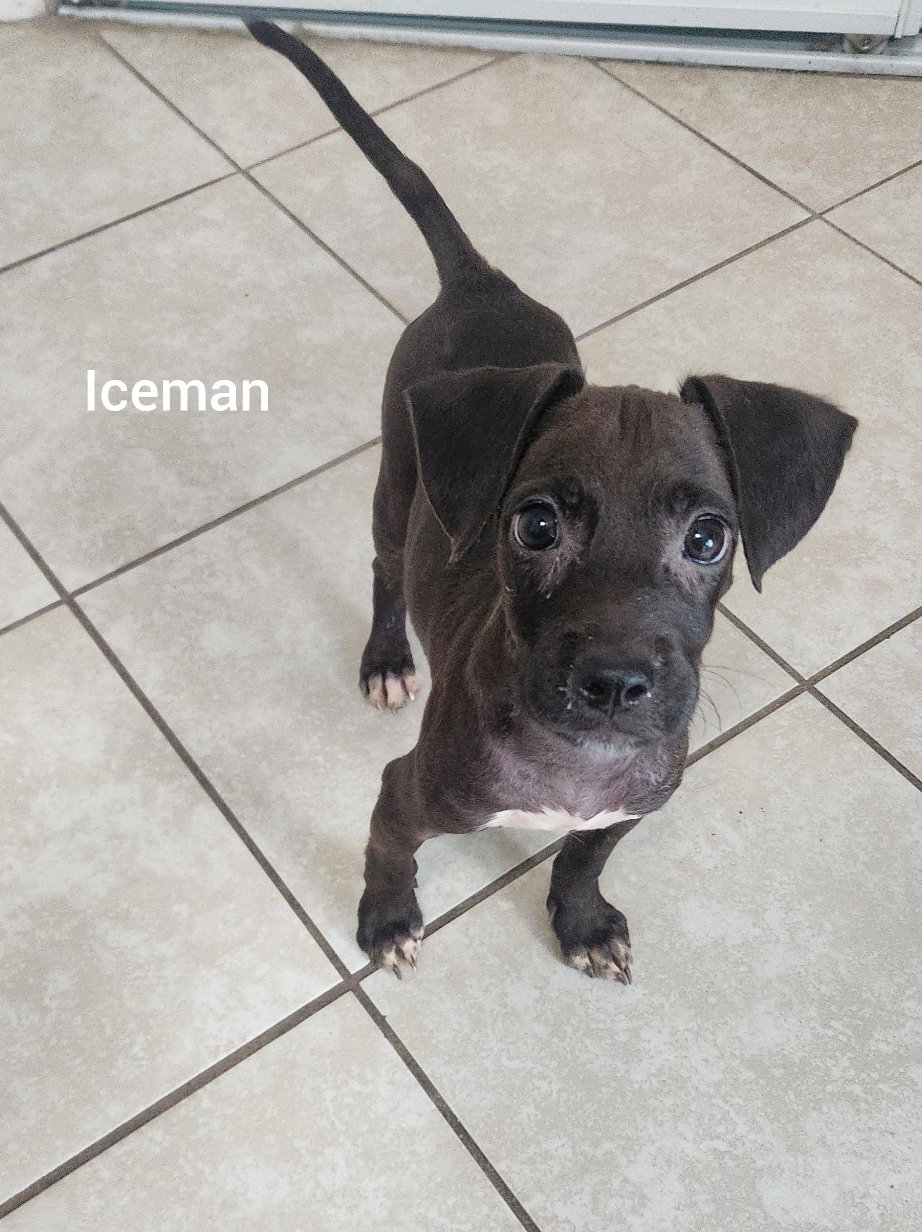 Enlarge ICEMAN ( Orlando Fl), a Adoptable mixed breed in Orlando, FL image 2/3