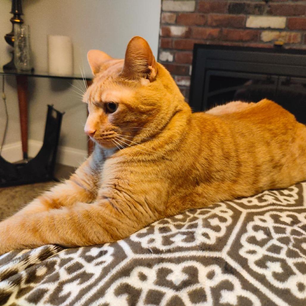 Enlarge Zaki, a Adoptable Domestic Short Hair in Wakefield, MA image 1/5
