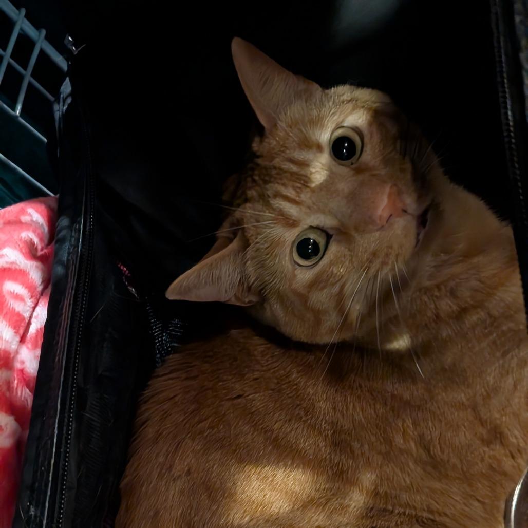 Enlarge Zaki, a Adoptable Domestic Short Hair in Wakefield, MA image 2/5