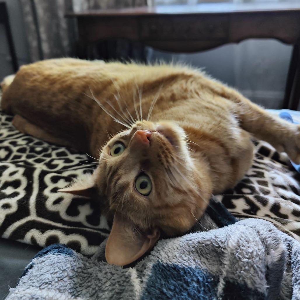 Enlarge Zaki, a Adoptable Domestic Short Hair in Wakefield, MA image 3/5