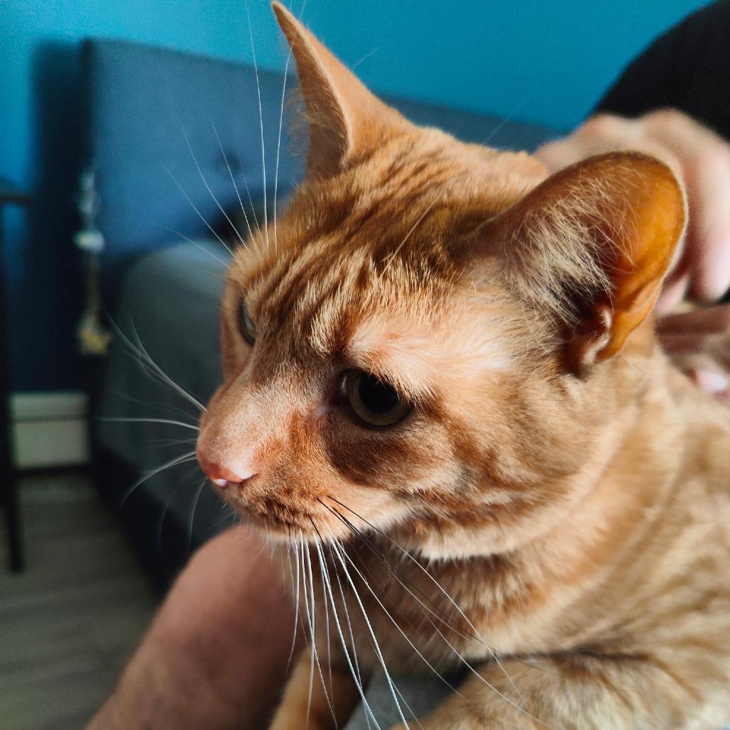 Enlarge Zaki, a Adoptable Domestic Short Hair in Wakefield, MA image 4/5