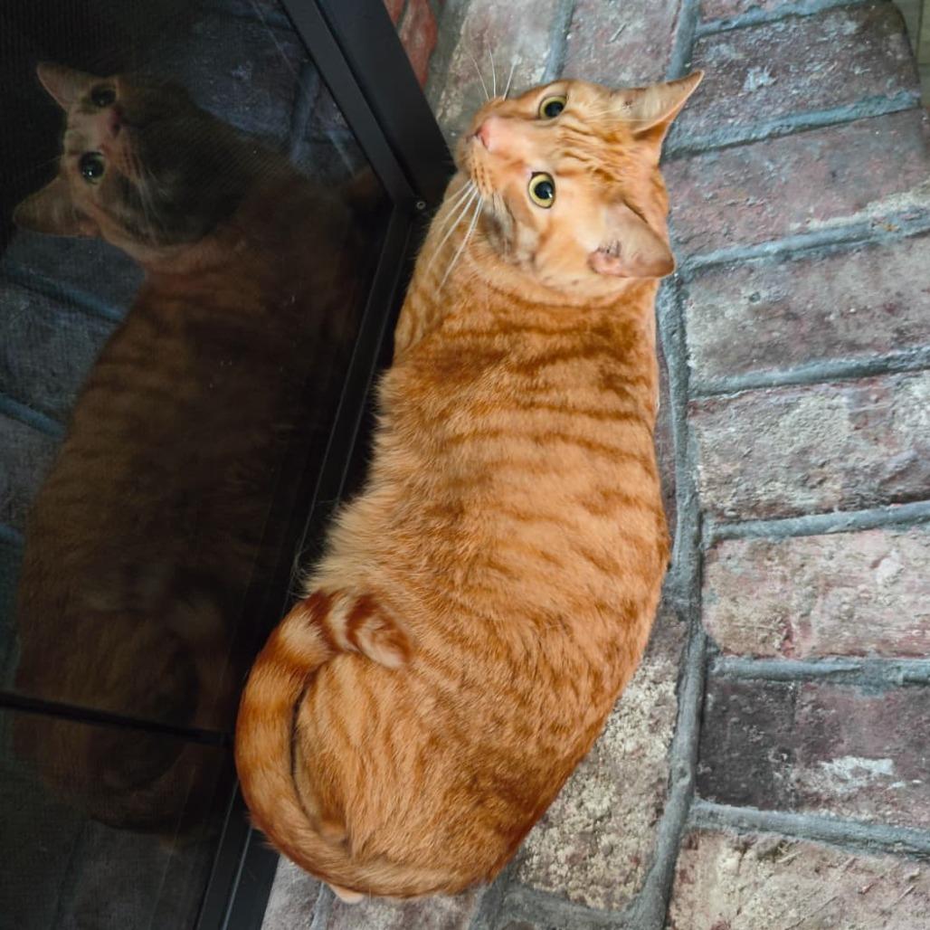 Enlarge Zaki, a Adoptable Domestic Short Hair in Wakefield, MA image 5/5