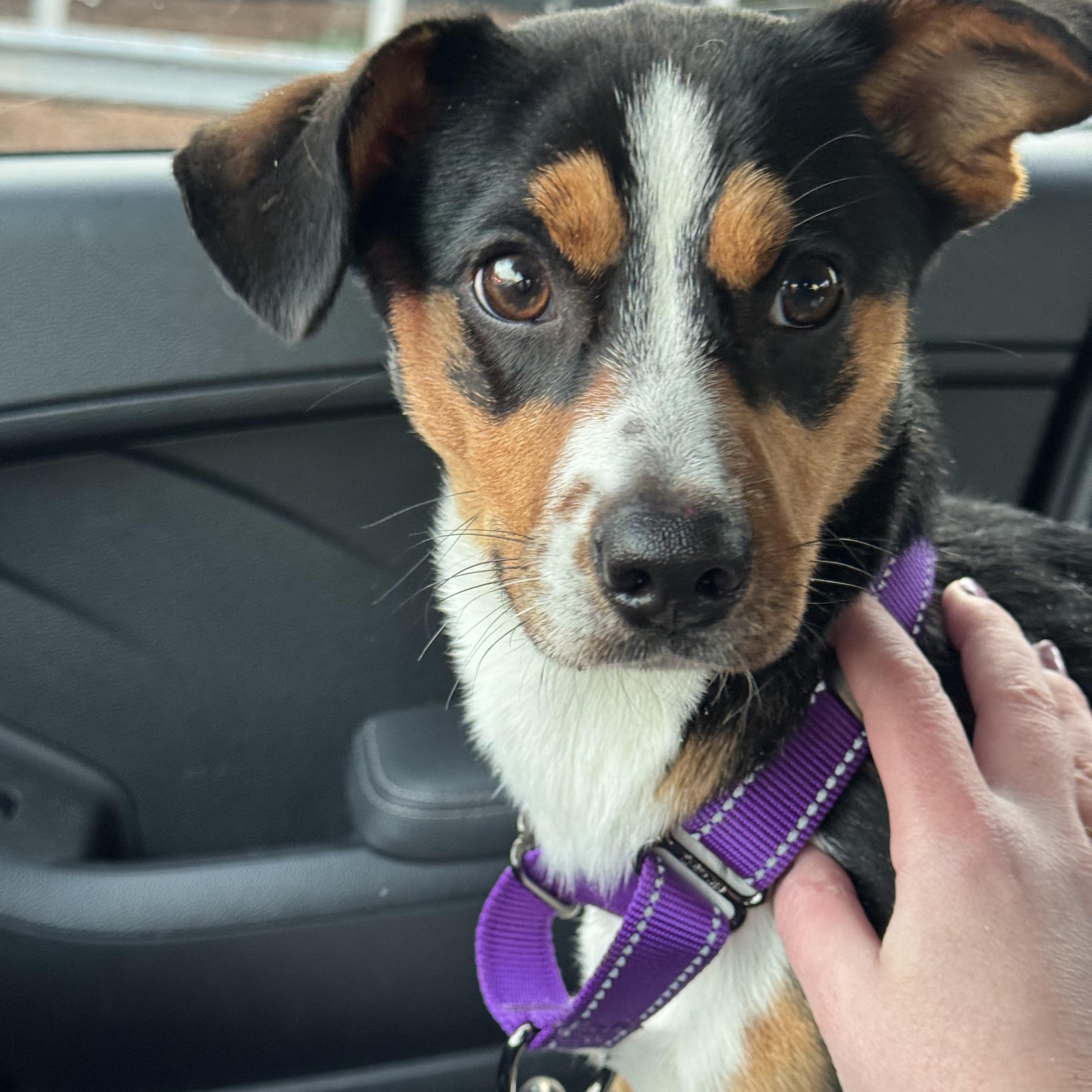 Enlarge Buckley, an adopted mixed breed in Rock Hill, SC image 3/5