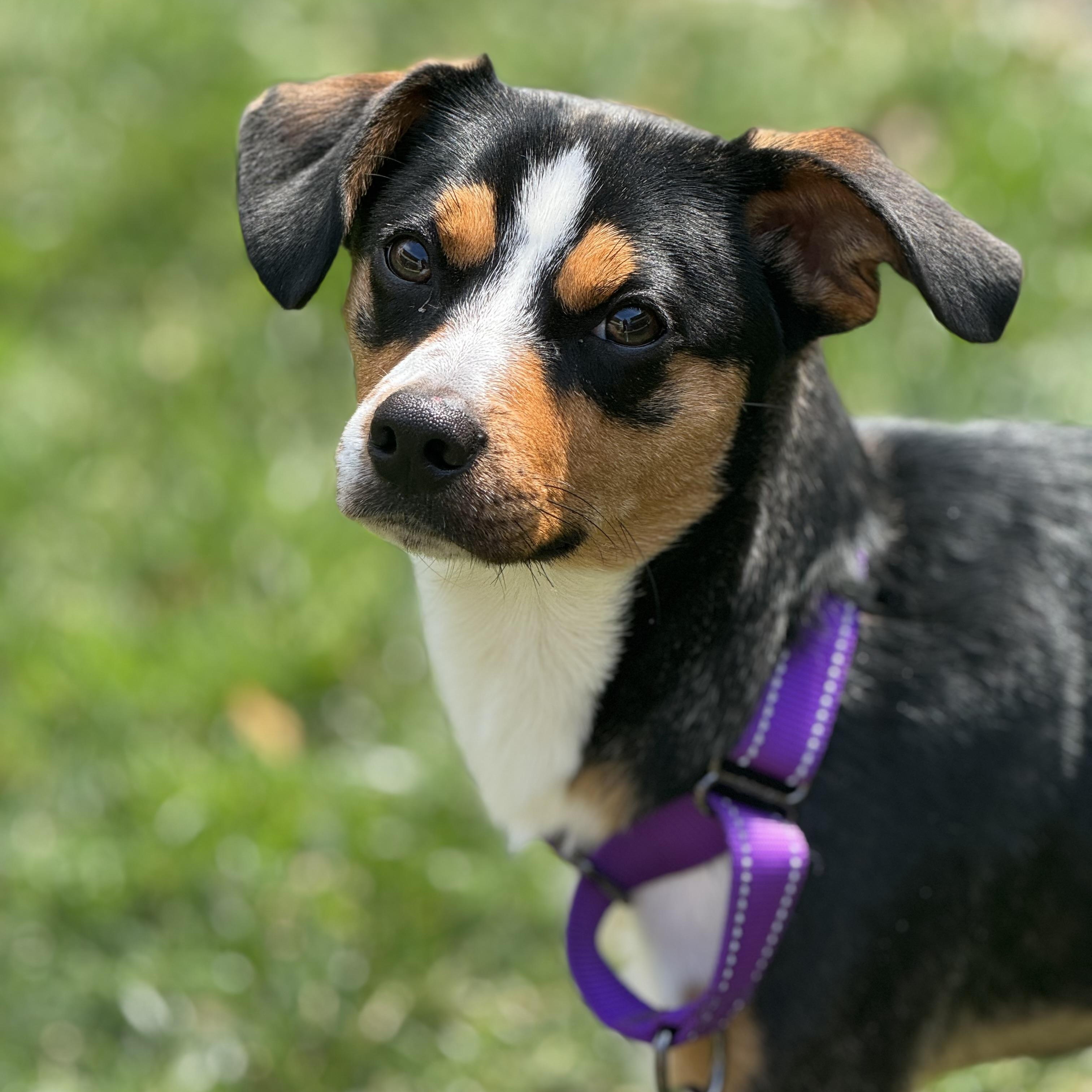 Buckley, ADOPTABLE, Young Male Beagle & Mixed Breed.