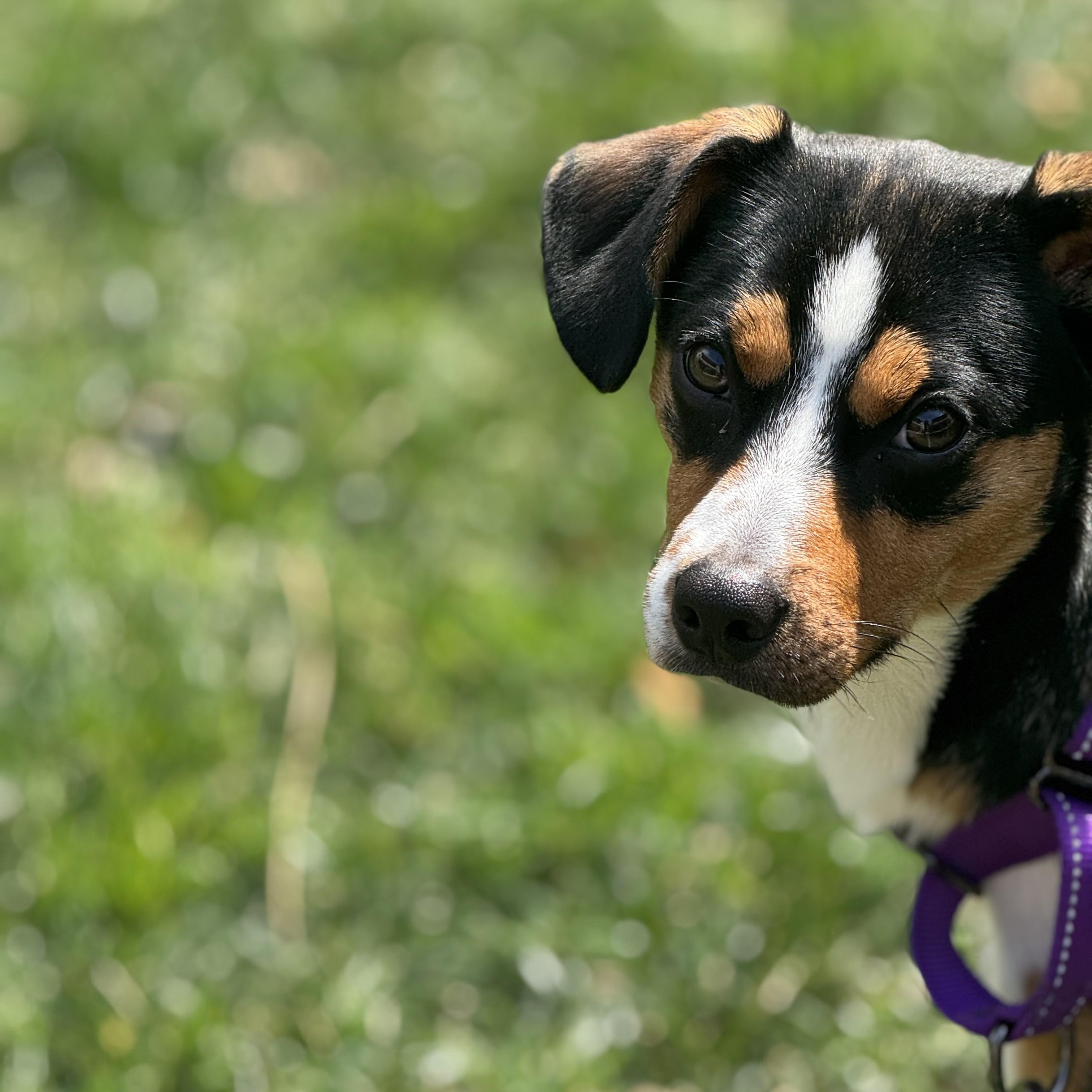 Enlarge Buckley, an adopted mixed breed in Rock Hill, SC image 2/5