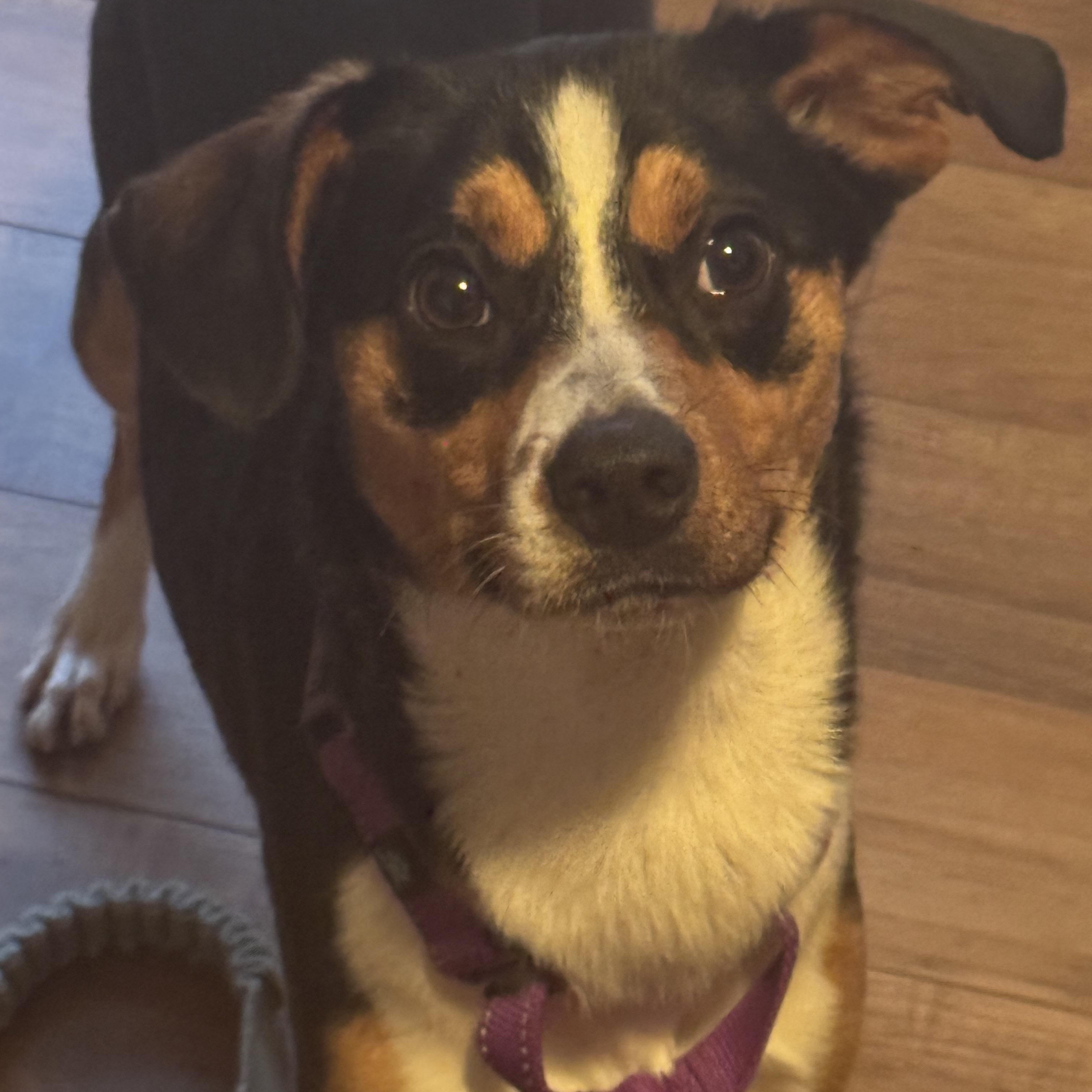 Enlarge Buckley, an adopted mixed breed in Rock Hill, SC image 5/5