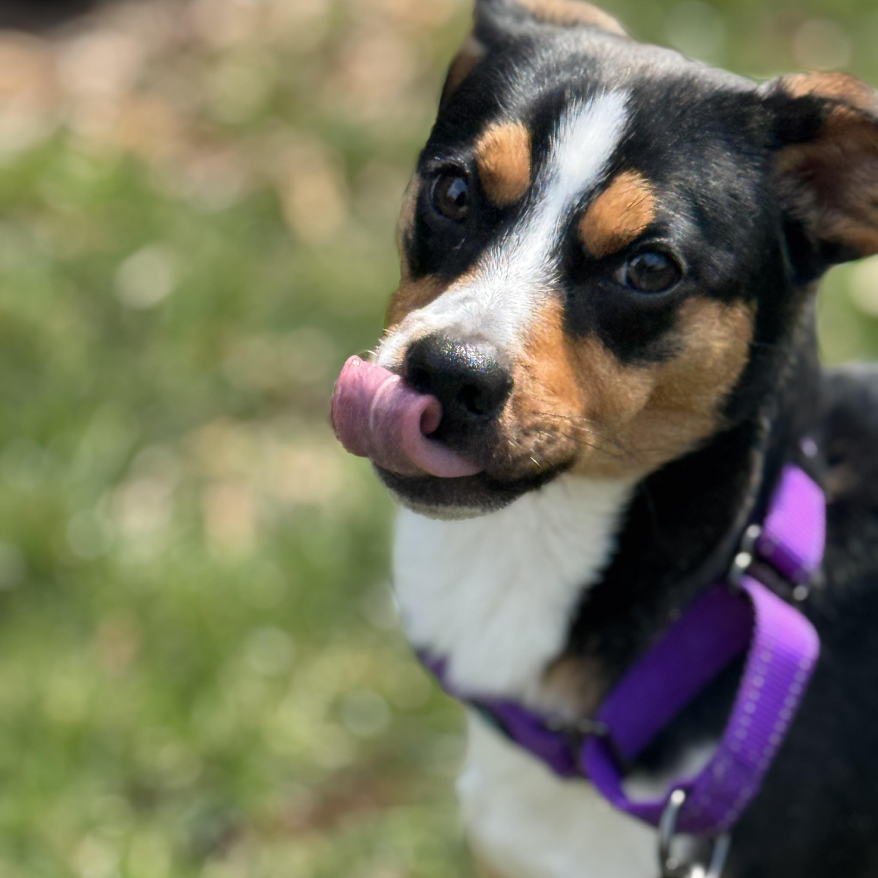 Enlarge Buckley, an adopted mixed breed in Rock Hill, SC image 4/5