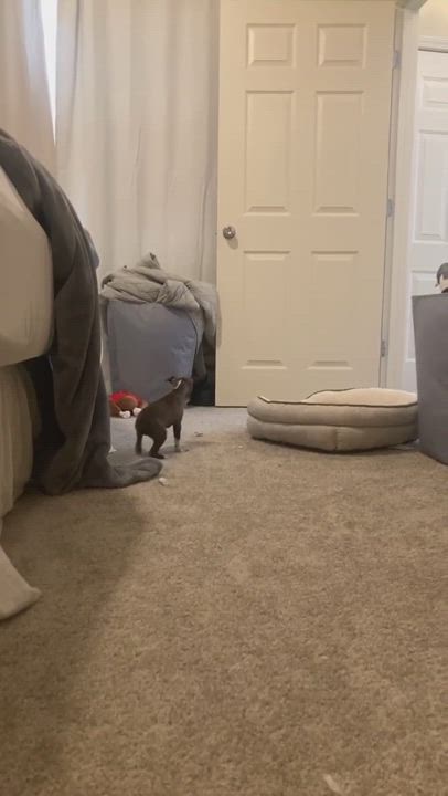 Enlarge Pigeon, a Adopted mixed breed video 6/11