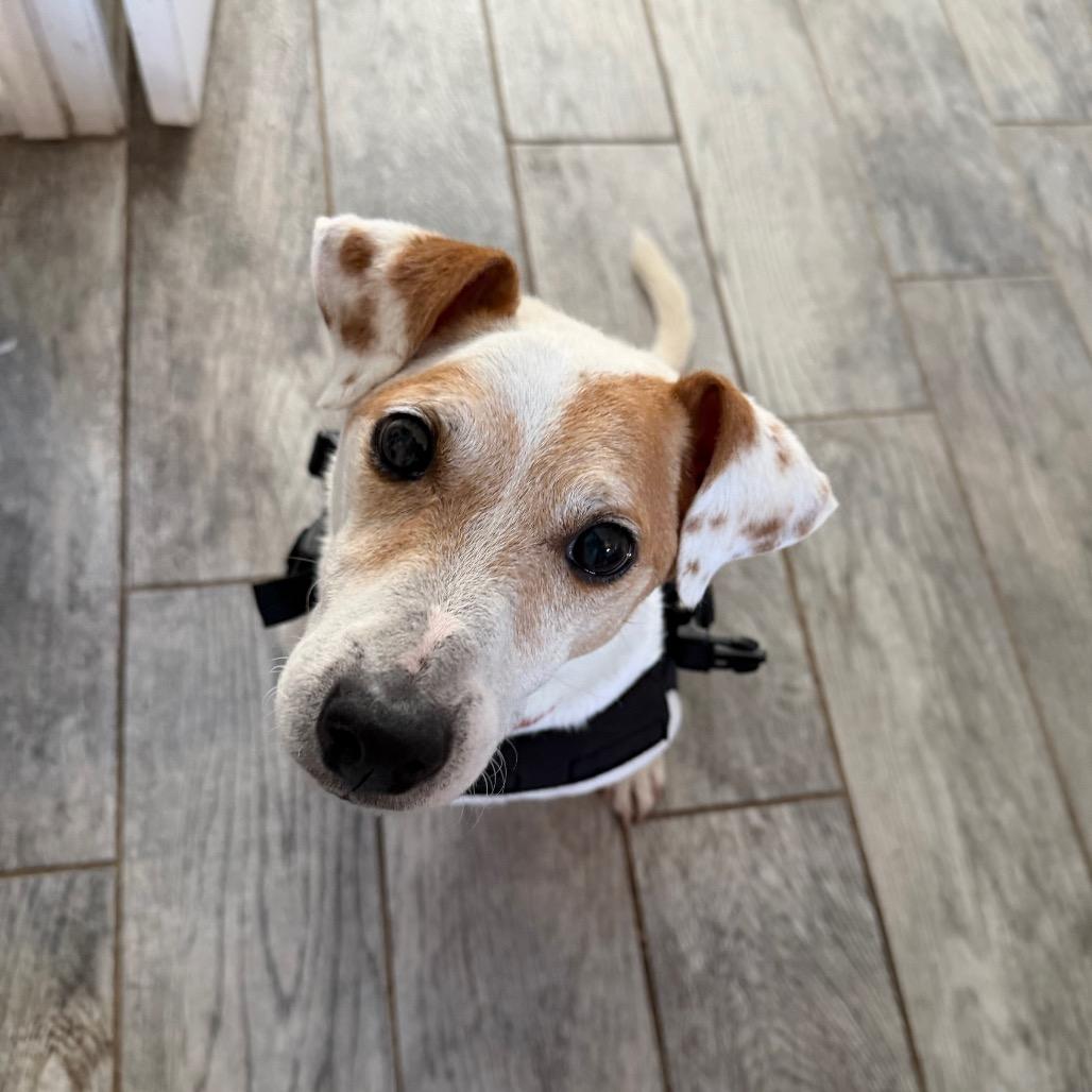 Milo, Adoptable, Senior Male Jack Russell Terrier.
