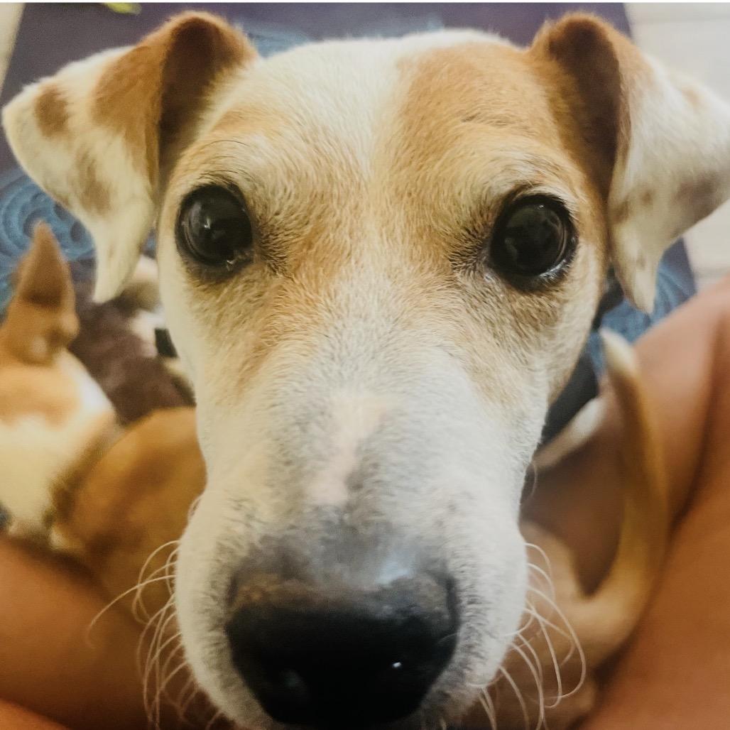 Enlarge Milo, a Adoptable Jack Russell Terrier in Phoenix, AZ image 2/3