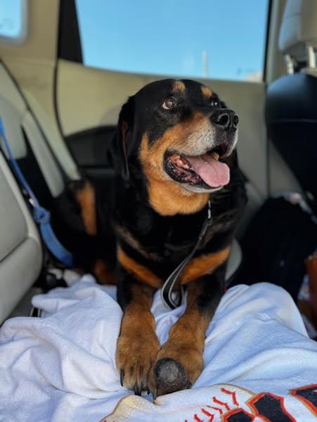 Buddy - 13 Year Old Rottie, Adopted, Senior Male Rottweiler.