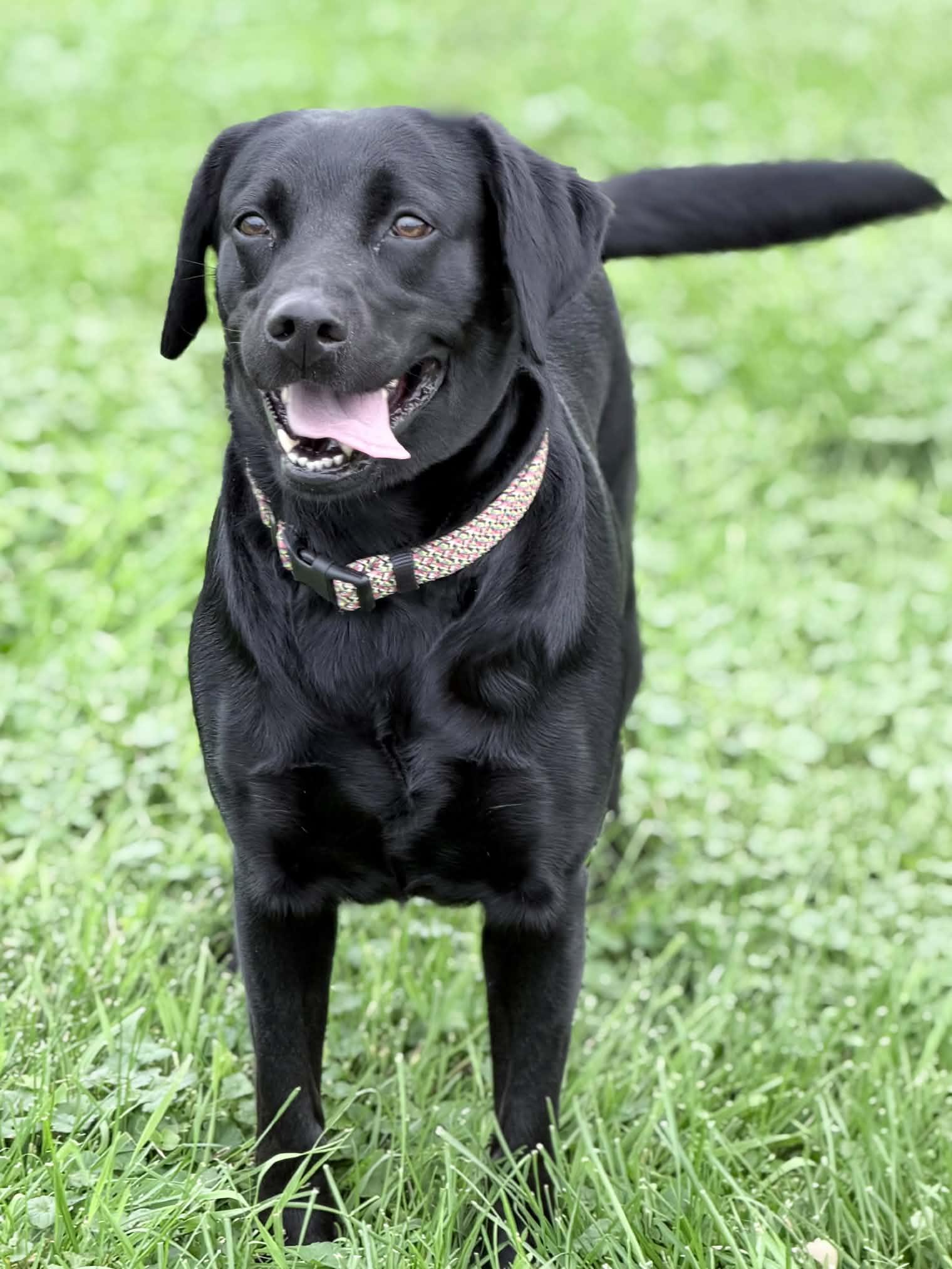 Enlarge Riah, a Adopted Labrador Retriever in Wapakoneta, OH image 1/5