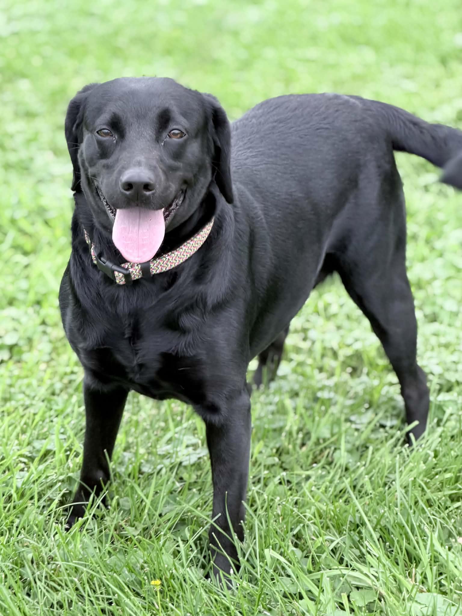 Enlarge Riah, a Adopted Labrador Retriever in Wapakoneta, OH image 3/5