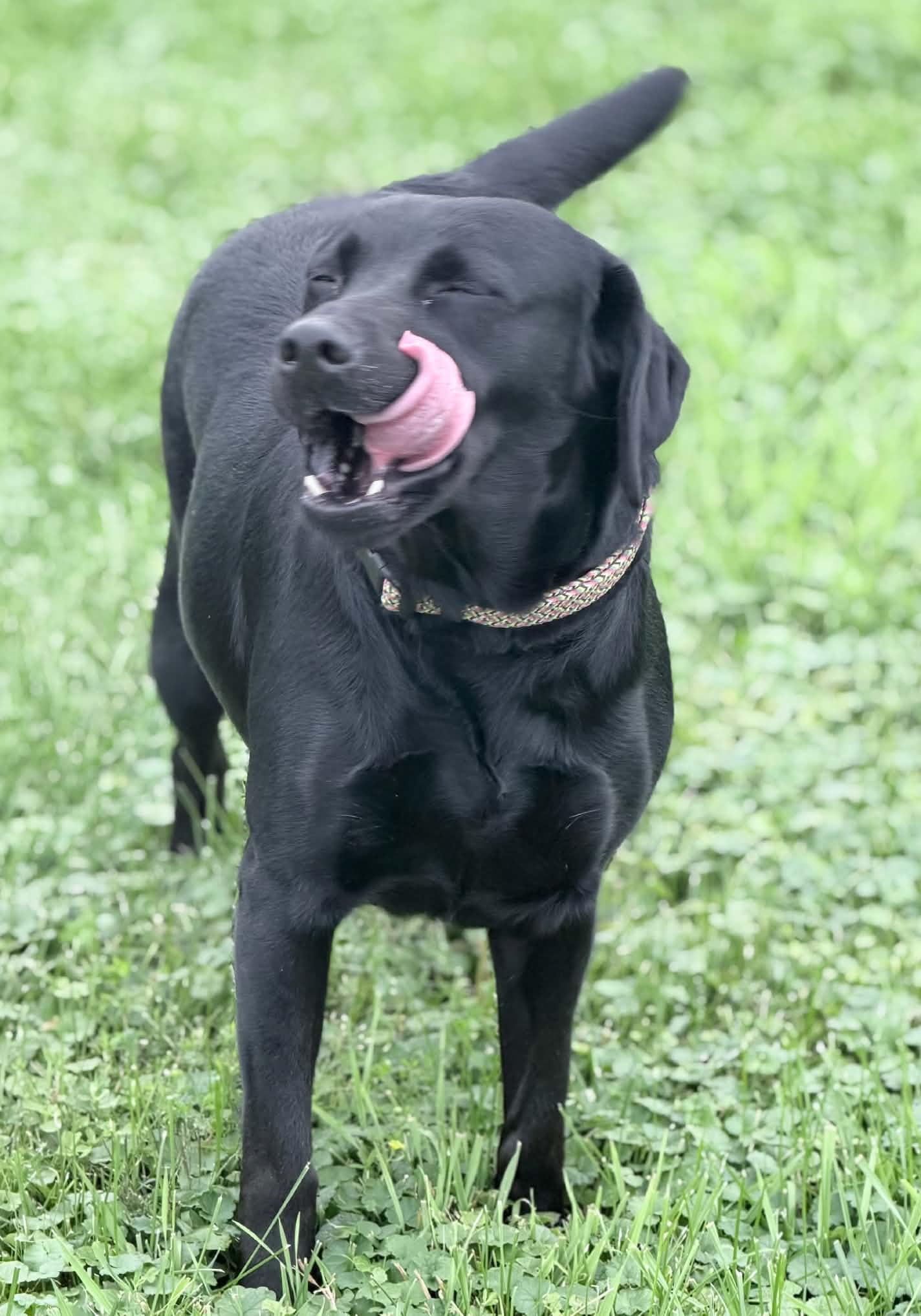 Enlarge Riah, a Adopted Labrador Retriever in Wapakoneta, OH image 2/5