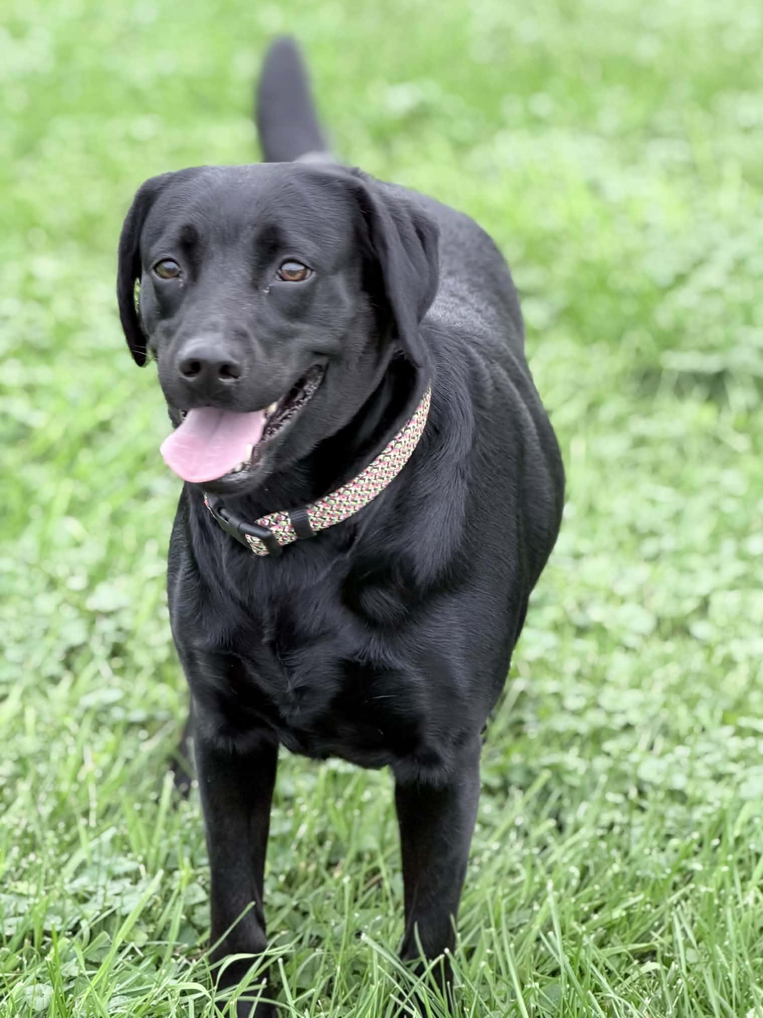 Enlarge Riah, a Adopted Labrador Retriever in Wapakoneta, OH image 5/5