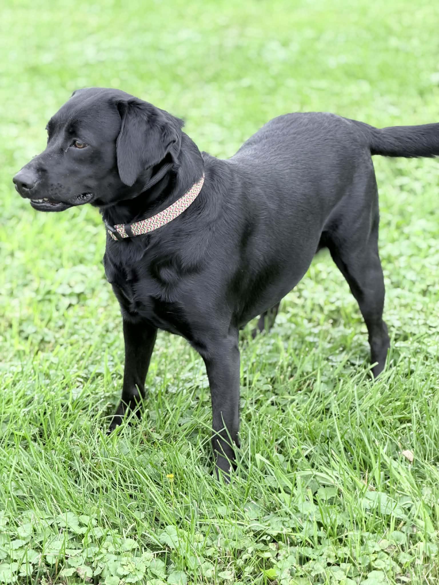 Enlarge Riah, a Adopted Labrador Retriever in Wapakoneta, OH image 4/5