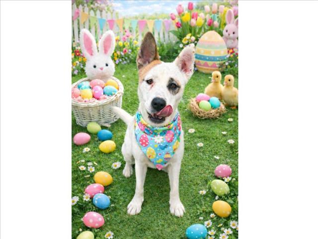 GINGER, Adoptable, Adult Female Akita & Mixed Breed.